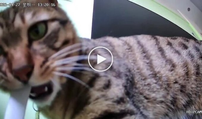 A furry adversary of the internet