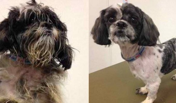 Бездомные собаки из приюта до и после чудесного преображения (43 фото)