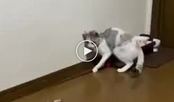 Самый самостоятельный кот в мире