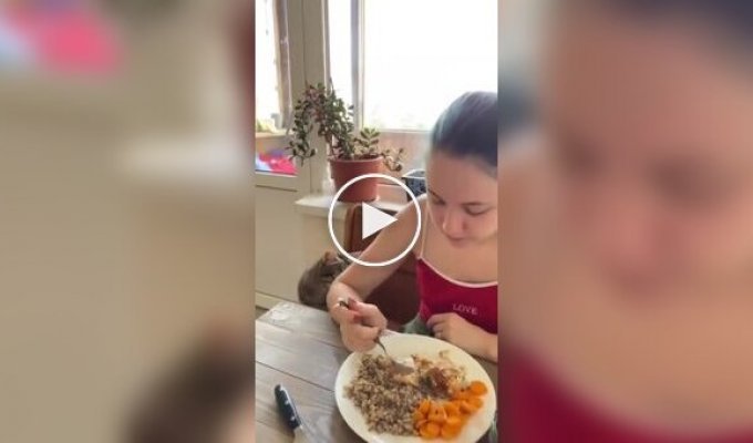 The cat asks the owner to share food with him