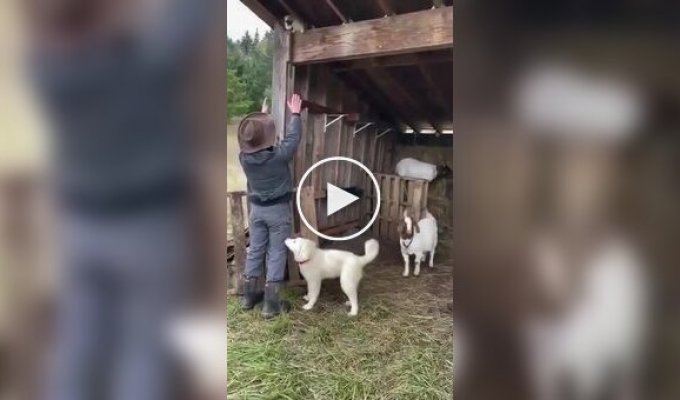 Фермер помог кошке спуститься