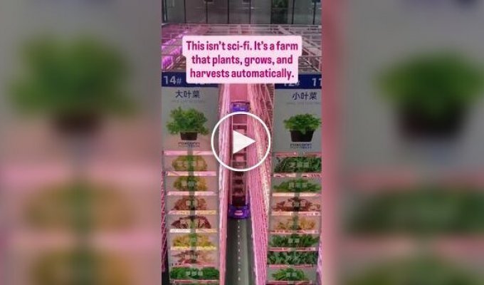 Ферма майбутнього в Китаї