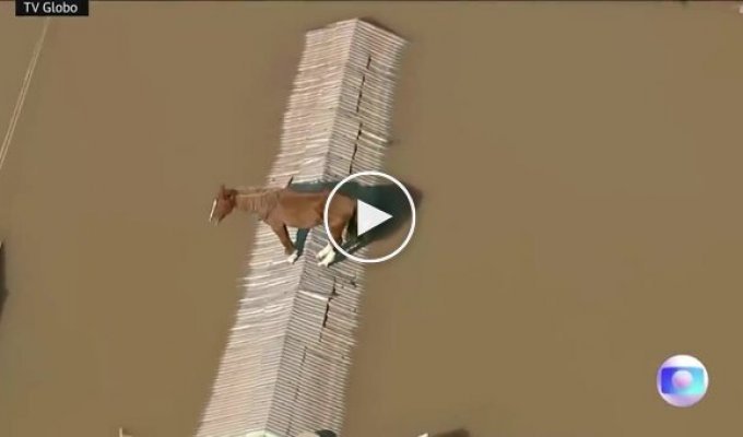 In Brazil, a horse climbed onto a roof to escape a flood