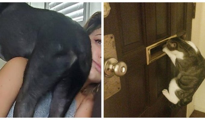 20 arrogant pets who have neither shame nor conscience (21 photos)