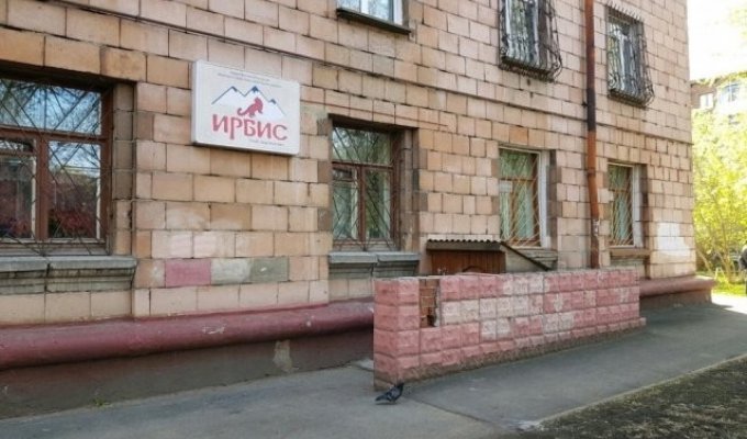 В Кемерово забетонировали вход в альпинистский клуб (5 фото)