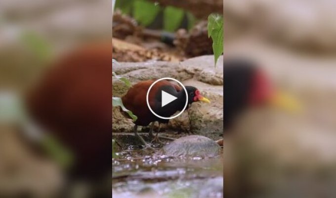 Чудеса маскировки: Как якана прячет своих птенцов