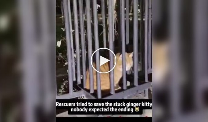Спасательная операция с рыжим котом пошла не по плану