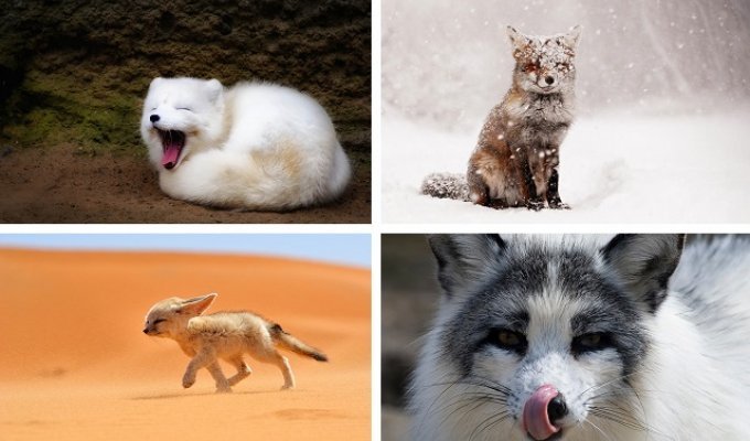 7 самых красивых видов лисиц в мире (21 фото)
