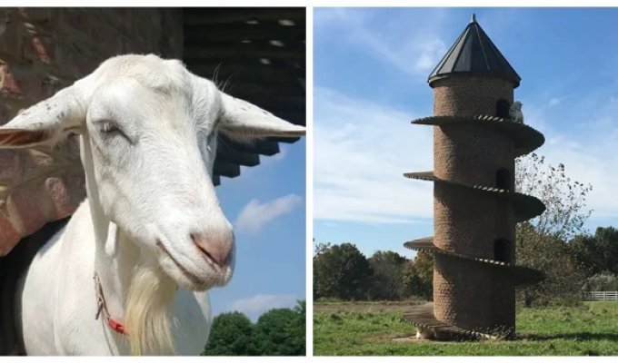 Тайная башня козьей радости в Иллинойсе (13 фото + 1 видео)