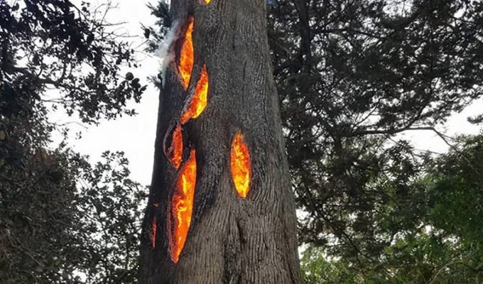 Мужчина нашёл треснувшее дерево, сгорающее изнутри (5 фото + 1 видео)