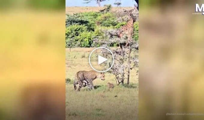 A little mongoose versus a leopard: a daring fight