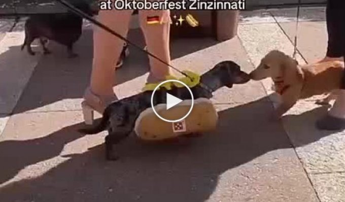Cuteness of the day: dachshunds dressed as hot dogs staged a race