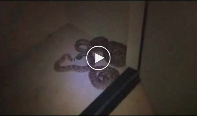 Как отлавливали змей в американском гараже