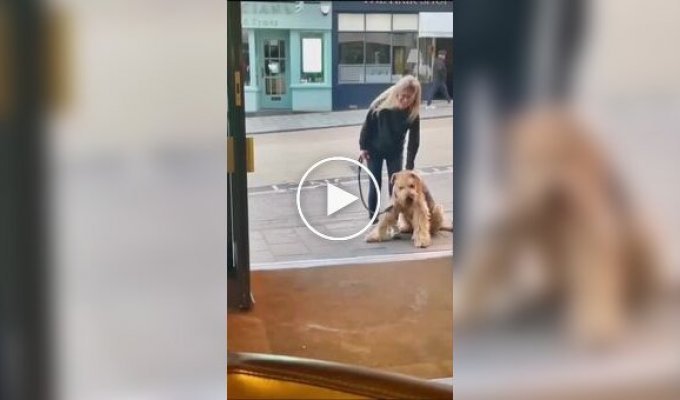 В Англии пес отказался продолжить прогулку, пока не зайдет в паб