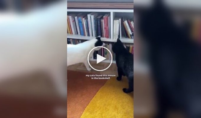 Как мышонок стал питомцем девушки