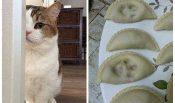 21 unusual cats that broke the system (21 photos)