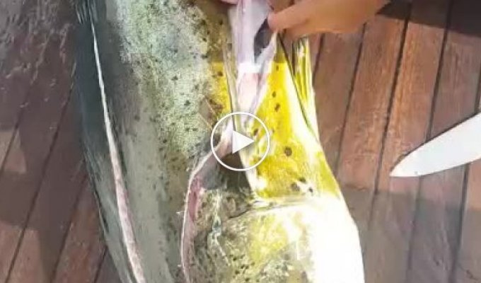 Predatory fish with a surprise inside
