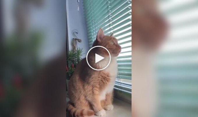 The cat saw the bird and broke down