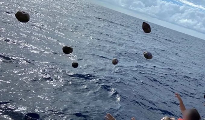 Зачем японцы 40 лет швыряют кокосы в океан (7 фото)