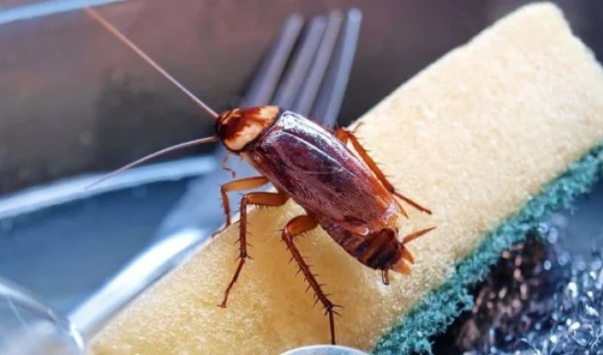 5 affordable and eco-friendly ways to get rid of cockroaches (6 photos)