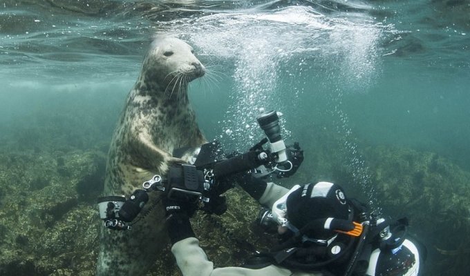 Тюлень намагався вкрасти у дайвера камеру, а в результаті вийшли ці чудові фото (9 фото)