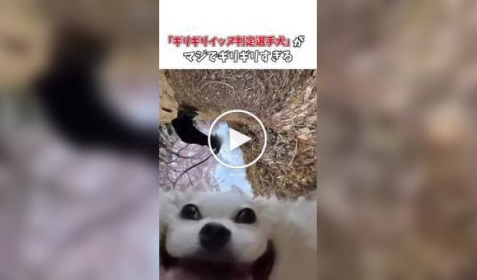Многоликий чихуахуа