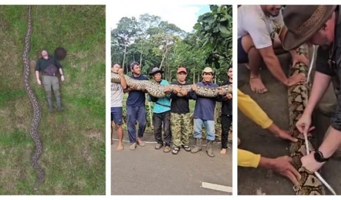 Самка питона из Индонезии стала самой длинной змеей в мире (2 фото + 1 видео)
