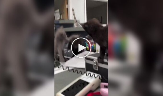 Office cat-fest