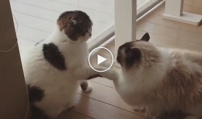Драка двух очень вежливых котов
