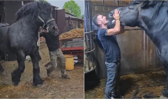 Огромный Першерон впечатляет размерами (1 фото + 3 видео)