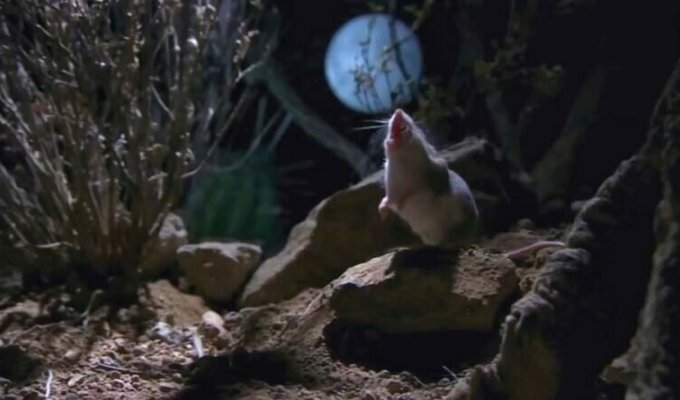 Кузнечиковые хомячки — самые хардкорные из всех грызунов (5 фото + 1 видео)