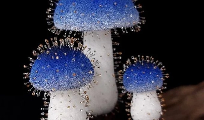 Крошечный гриб из Тайваня: найден вид высотой всего 1 мм (7 фото)