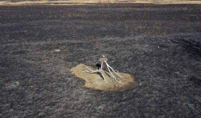 Amur ornithologist showed nests of cranes and storks miraculously surviving in the fire (4 photos)