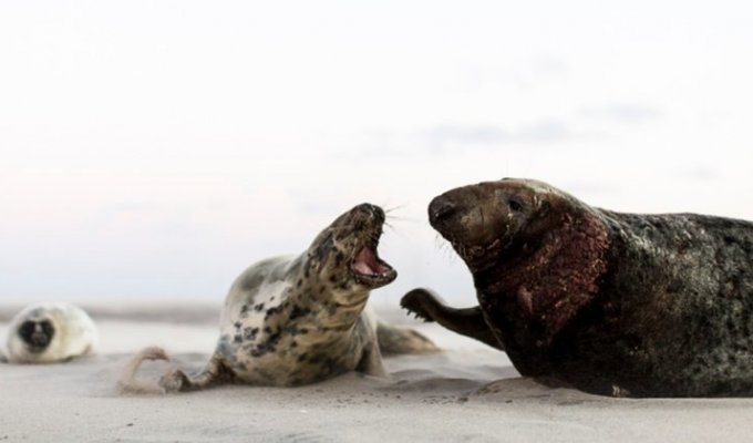 Остров Сейбл - заповедник крупнейшей в мире колонии тюленей-тевяков (10 фото)