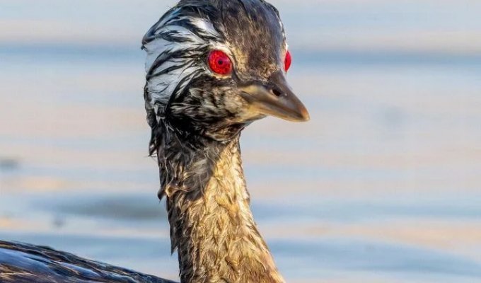 A bird with demon eyes was discovered in South America (5 photos)