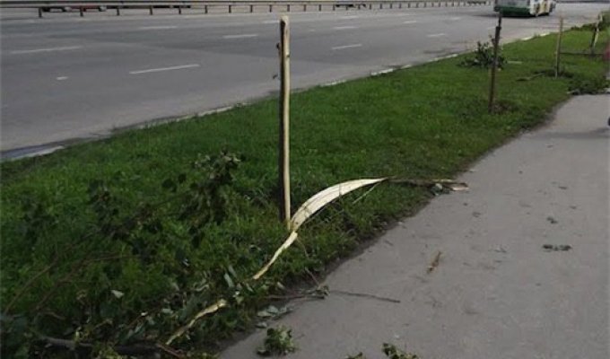 В Рязани вандалы уничтожили молодую липовую аллею (3 фото)