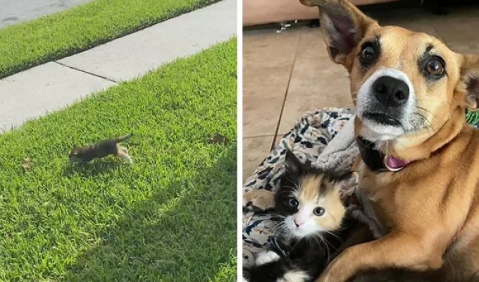 A charming duo: a dog saved a homeless kitten (16 photos)