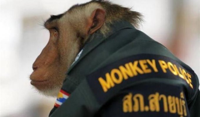 Полицейская обезьяна (9 фото)