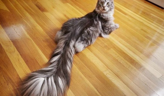 Домашний кот с самым длинными в мире хвостом (4 фото)