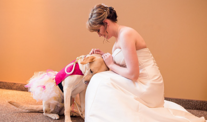Собака успокоила невесту, страдающую от тревожного расстройства (5 фото)
