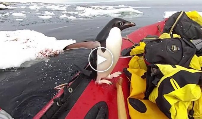 Любопытный пингвин запрыгнул в лодку к ученым в Антарктиде
