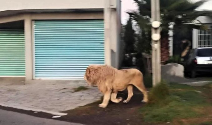 Как в "Джуманджи": огромный лев разгуливал по улицам города (2 фото + 1 видео)