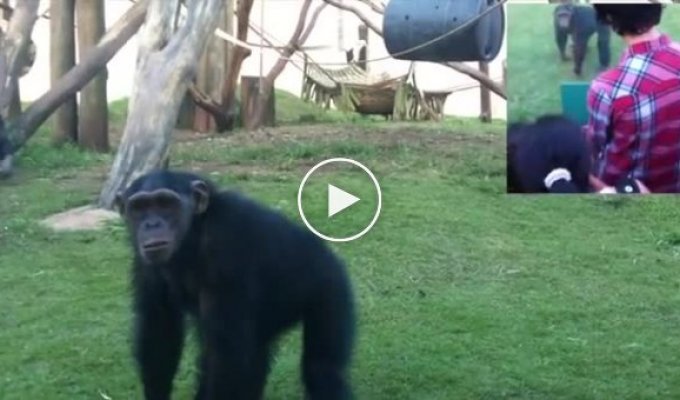 Камера в зеркале и реакция обезьян
