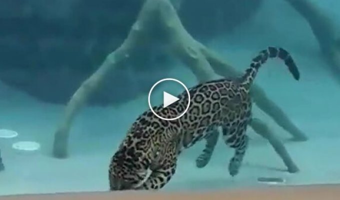 Ягуар совершенно не боится воды