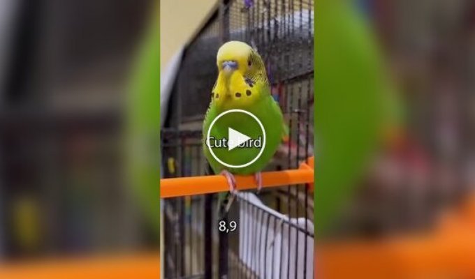 Разговорчивый попугай попал в Книгу рекордов Гиннесса
