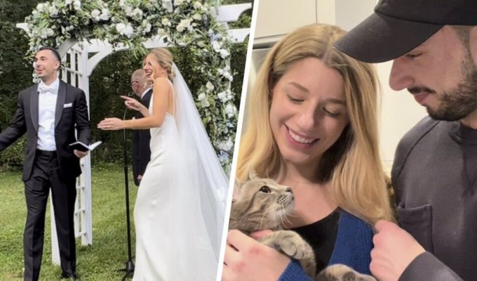Кішка спробувала зірвати весілля (3 фото + 1 відео)