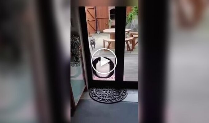 Некоторые собаки те еще разрушители