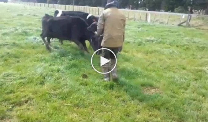 Забрать теленка у коровы не так-то просто