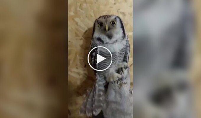 Сова любит, когда ей чешут голову