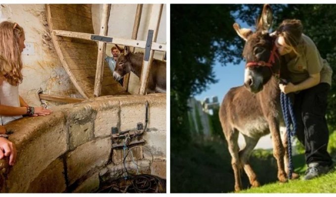 Donkey wheel in Carisbrooke Castle (13 photos + 1 video)